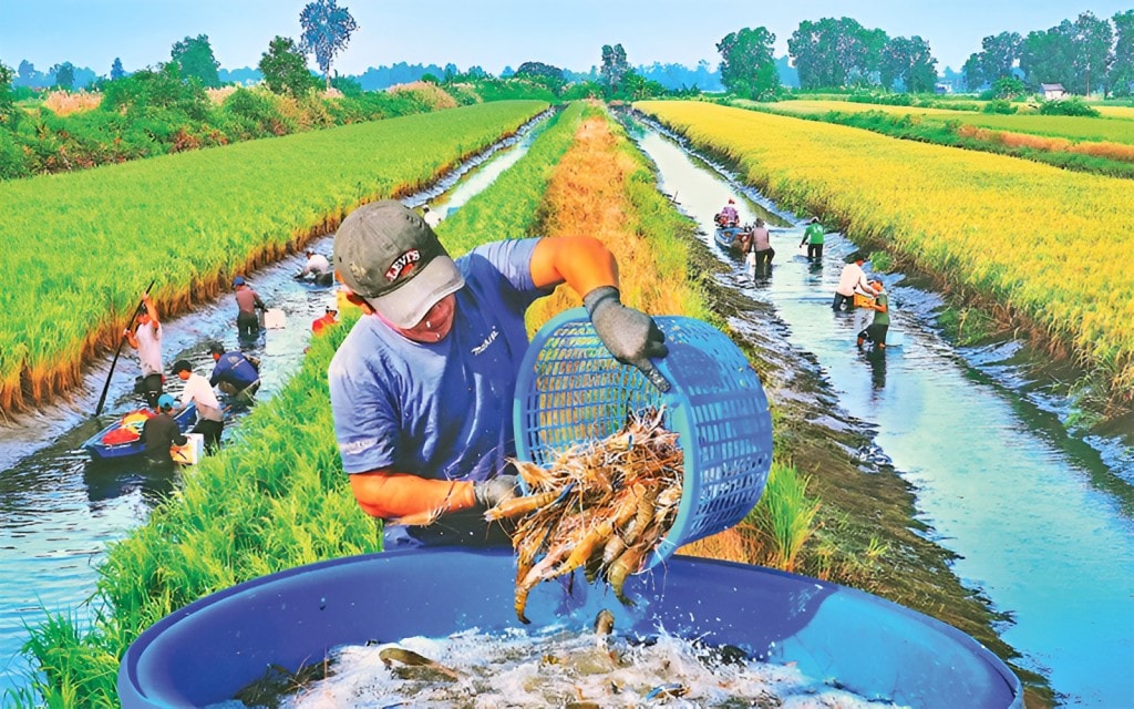 Nông dân xã Trí Phải (huyện Thới Bình, Cà Mau) thu hoạch tôm sinh thái trên đồng lúa hữu cơ.