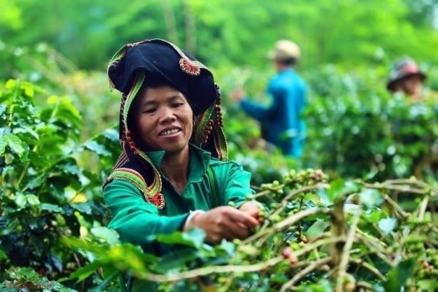 Tăng cường hoạt động cải tạo đất để giảm phát thải khí mê-tan