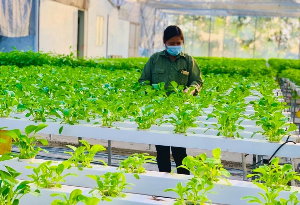 Rau thủy canh tại xã Thanh Trì. Ảnh: Phương Xuyến