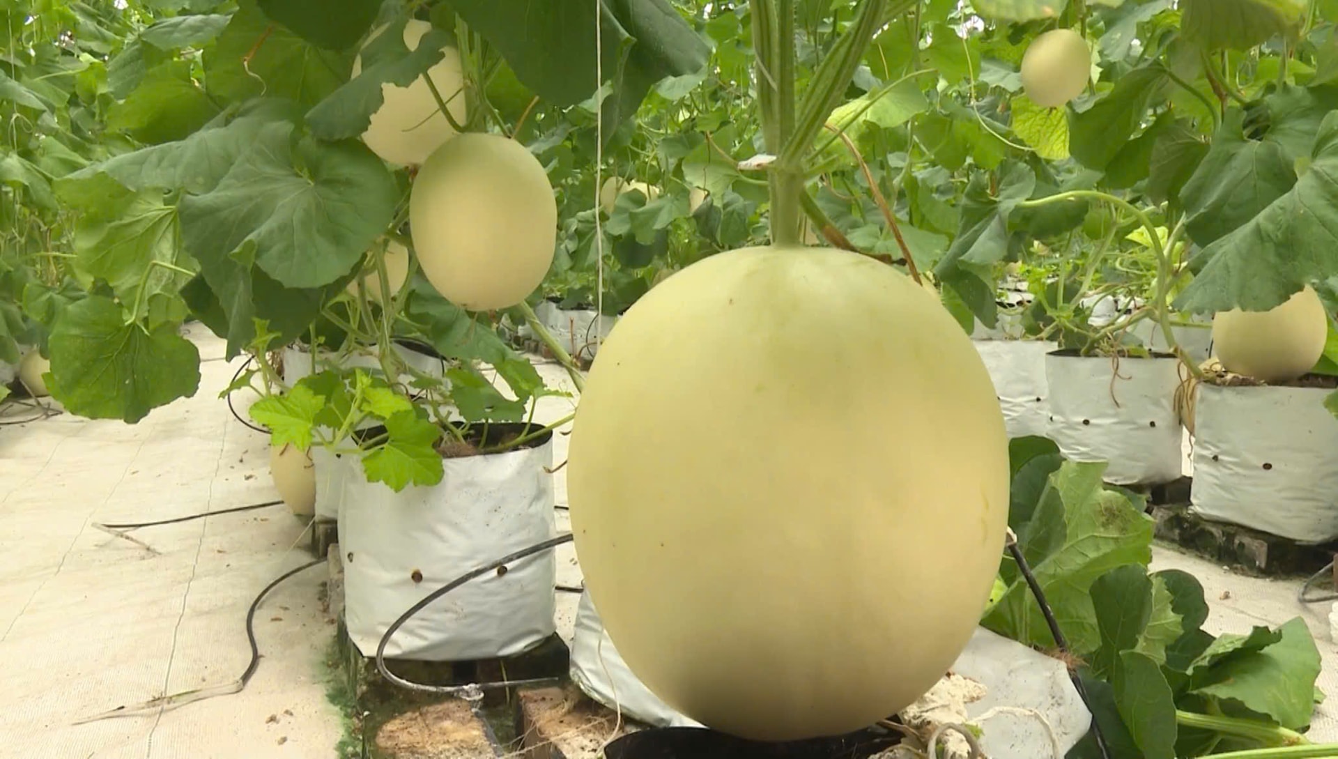 Mô hình trồng dưa lưới xã Thường Tín. Ảnh: Minh Phú