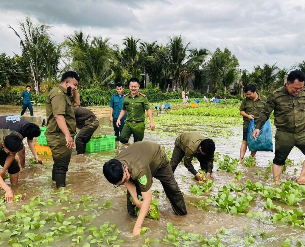 Huy động các lực lượng hỗ trợ bà con thu hoạch nông sản, vận chuyển ra khỏi vùng bị ngập (Ảnh: CTV)
