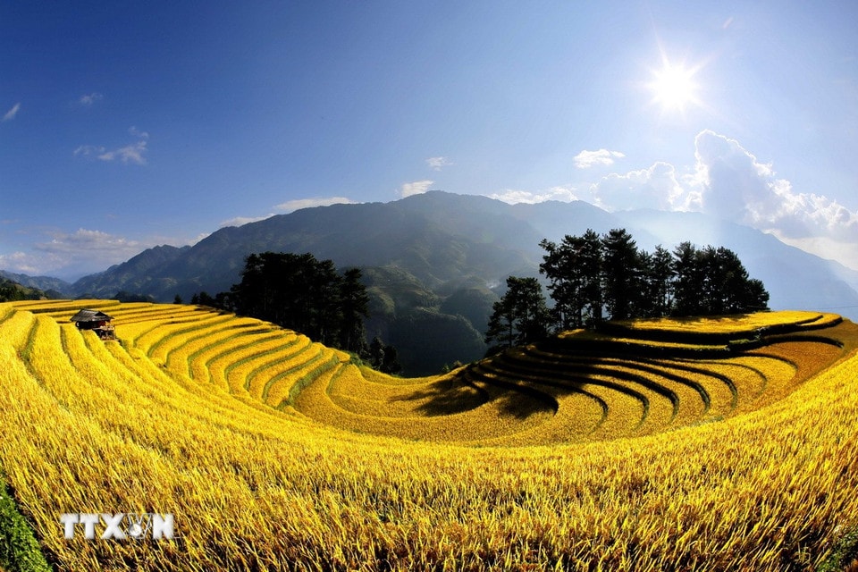 Đồi Móng ngựa ở xã Mù Cang Chải trải dài trên triền đồi, mềm mại và uyển chuyển như những dải lụa vàng. (Ảnh: Tuấn Anh/TTXVN)