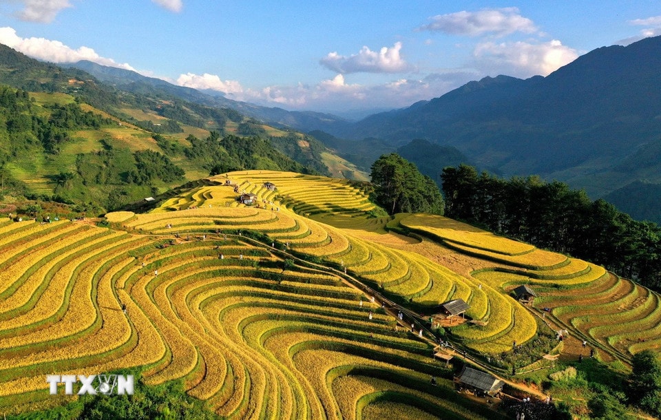 Từng thửa ruộng bậc thang nối nhau như sóng vàng mềm mại trải dài đến tận chân trời. (Ảnh: Tuấn Anh/ TTXVN)