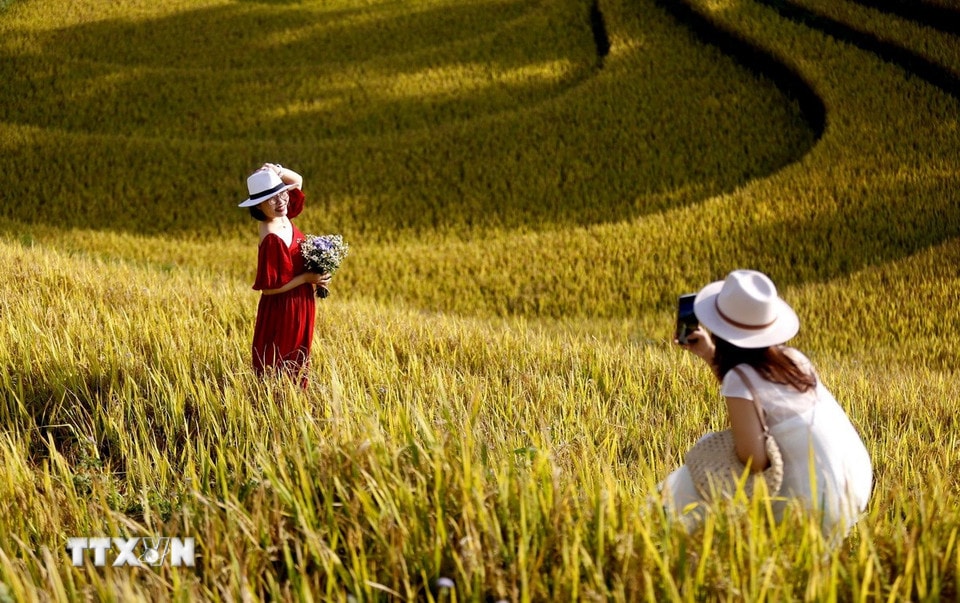Du khách từ khắp nơi đổ về, háo hức ghi lại những khoảnh khắc đáng nhớ và đắm mình trong vẻ đẹp của mùa lúa chín. (Ảnh: Tuấn Anh/TTXVN)
