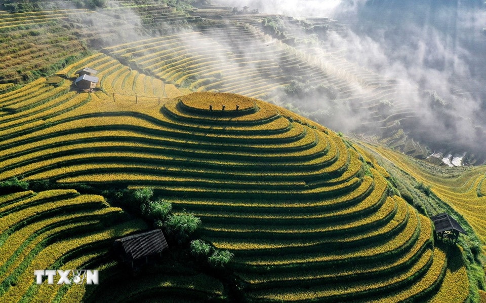 Thu về, cả đất trời Púng Luông rực màu vàng no ấm trên những thửa ruộng bậc thang xen giữa đại ngàn xanh thẳm. (Ảnh: Tuấn Anh/TTXVN)