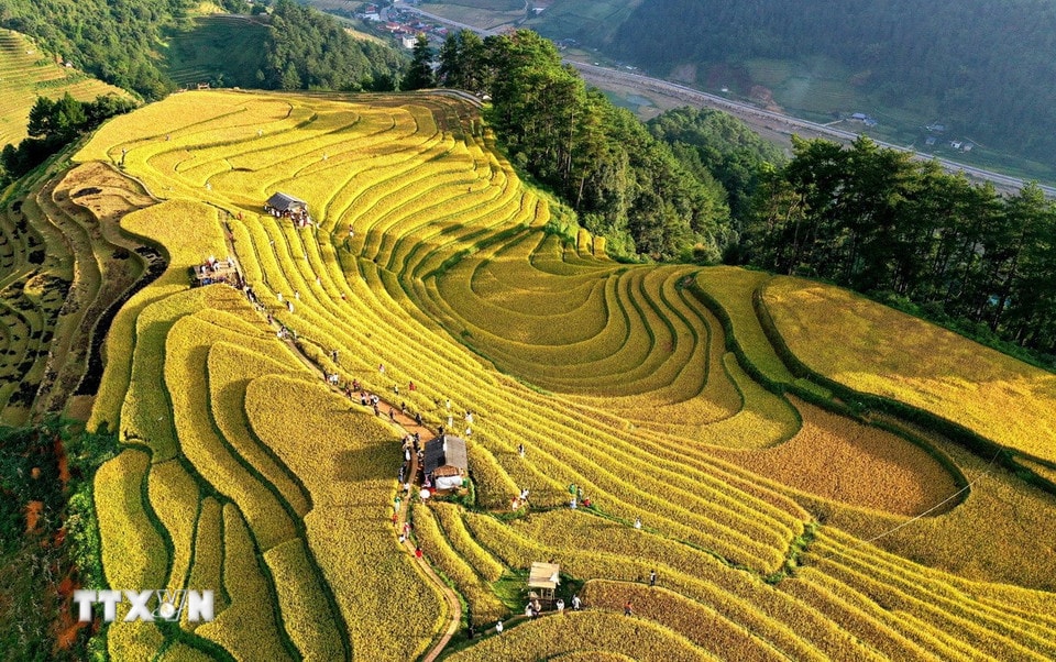 Những thửa ruộng bậc thang ở Mù Cang Chải vào độ chín vàng làm say đắm lòng người khi đặt chân đến. (Ảnh: Tuấn Anh/TTXVN)