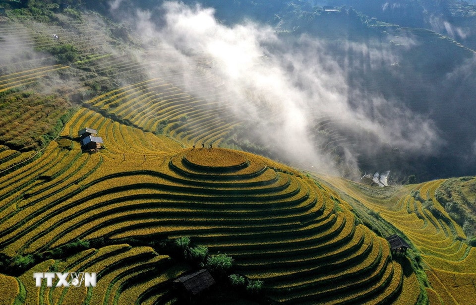 Thu về, cả đất trời Púng Luông rực màu vàng no ấm trên những thửa ruộng bậc thang xen giữa đại ngàn xanh thẳm. (Ảnh: Tuấn Anh/TTXVN)
