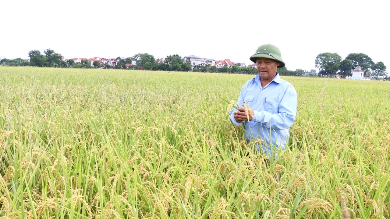 Model pengeluaran beras berkualiti tinggi digabungkan dengan penggunaan produk membawa kecekapan ekonomi yang tinggi di komune Ung Thien. Foto - Huong Giang