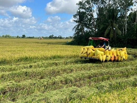 Trồng lúa hữu cơ giảm phát thải giúp nông dân tăng thu nhập