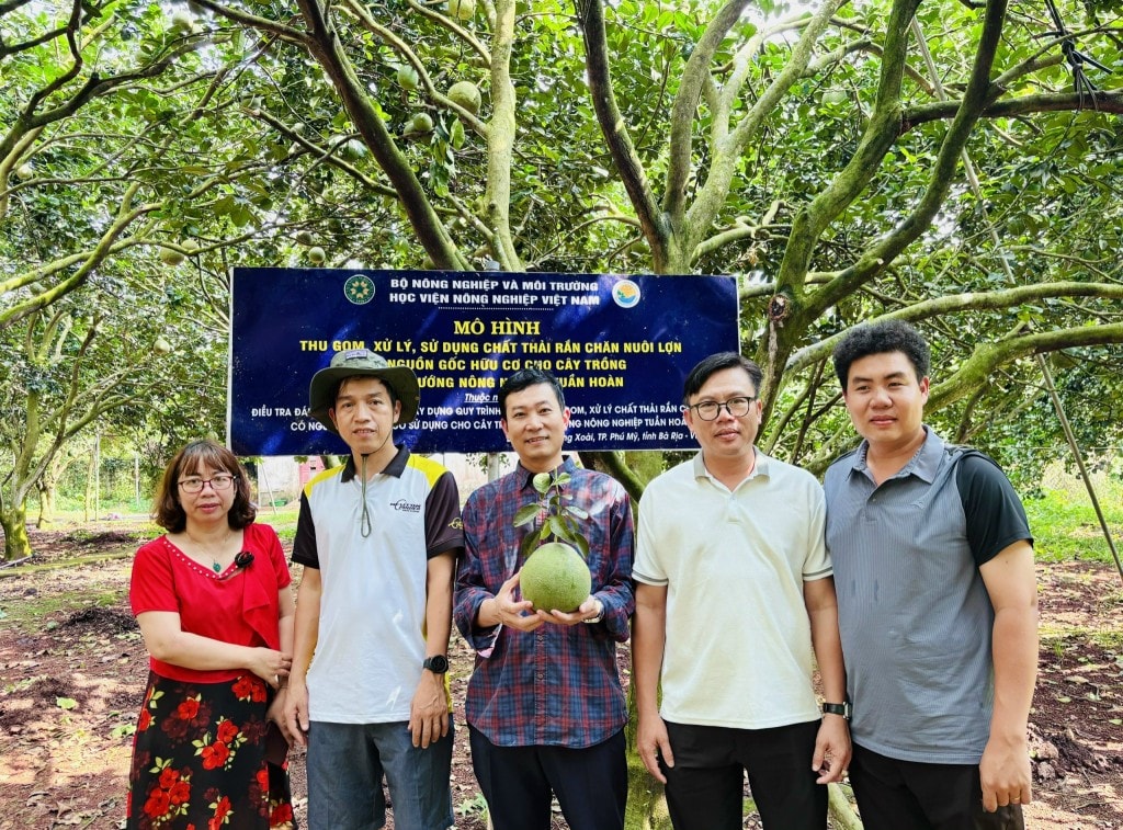 Mô hình xử lý chất thải chăn nuôi lợn sử dụng cho cây bưởi tại HTX bưởi da xanh Sông Xoài