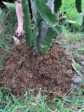 Chất thải chăn nuôi gà được ủ compost hữu cơ, tạo nguồn dinh dưỡng an toàn cho cây thanh long