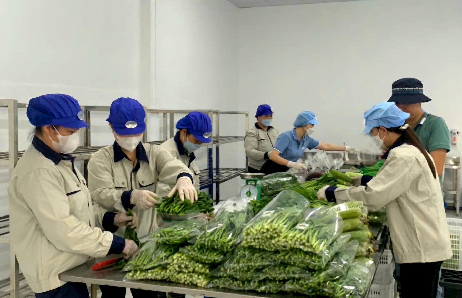 אריזות ירקות בקואופרטיב לייצור ירקות בטוח של Van Duc Xa Gia Lam..jpg