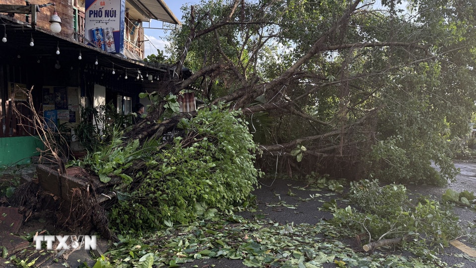 Công nhân môi trường khắc phục cây xanh bị ngã. (Ảnh: Tường Quân/TTXVN)