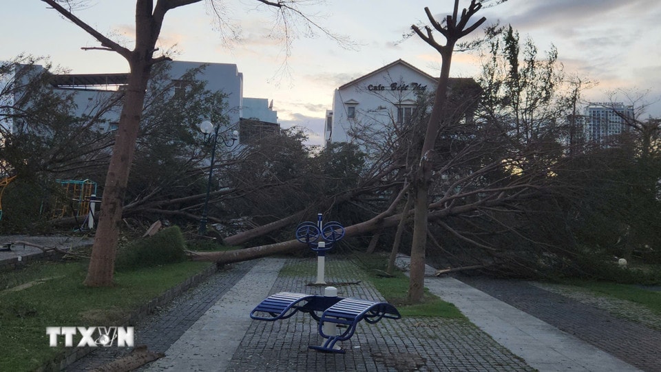 Thiệt hại do bão số 13 tại phường Quy Nhơn. (Ảnh: Sỹ Thắng/TTXVN)