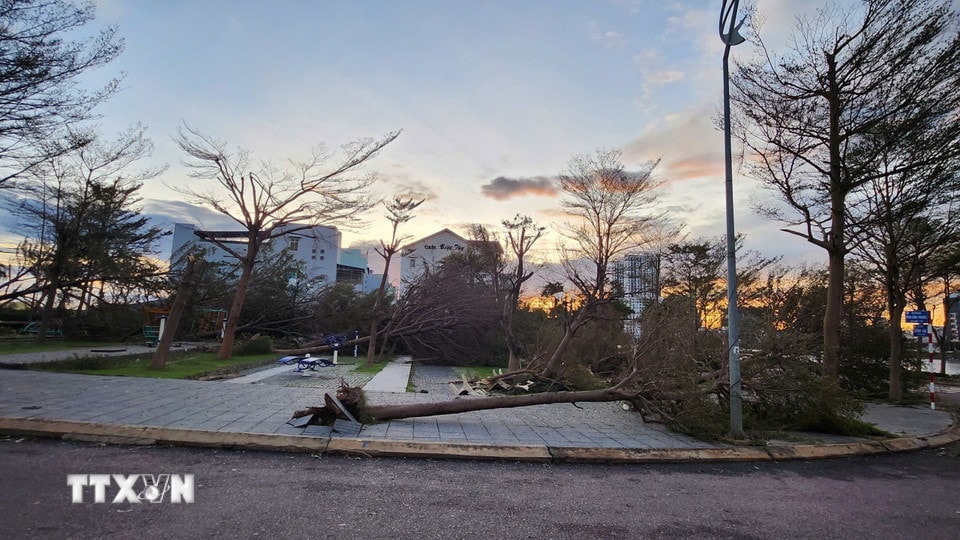 Gió mạnh khiến cây xanh và trụ điện ngã đổ hàng loạt. (Ảnh: Sỹ Thắng/TTXVN)
