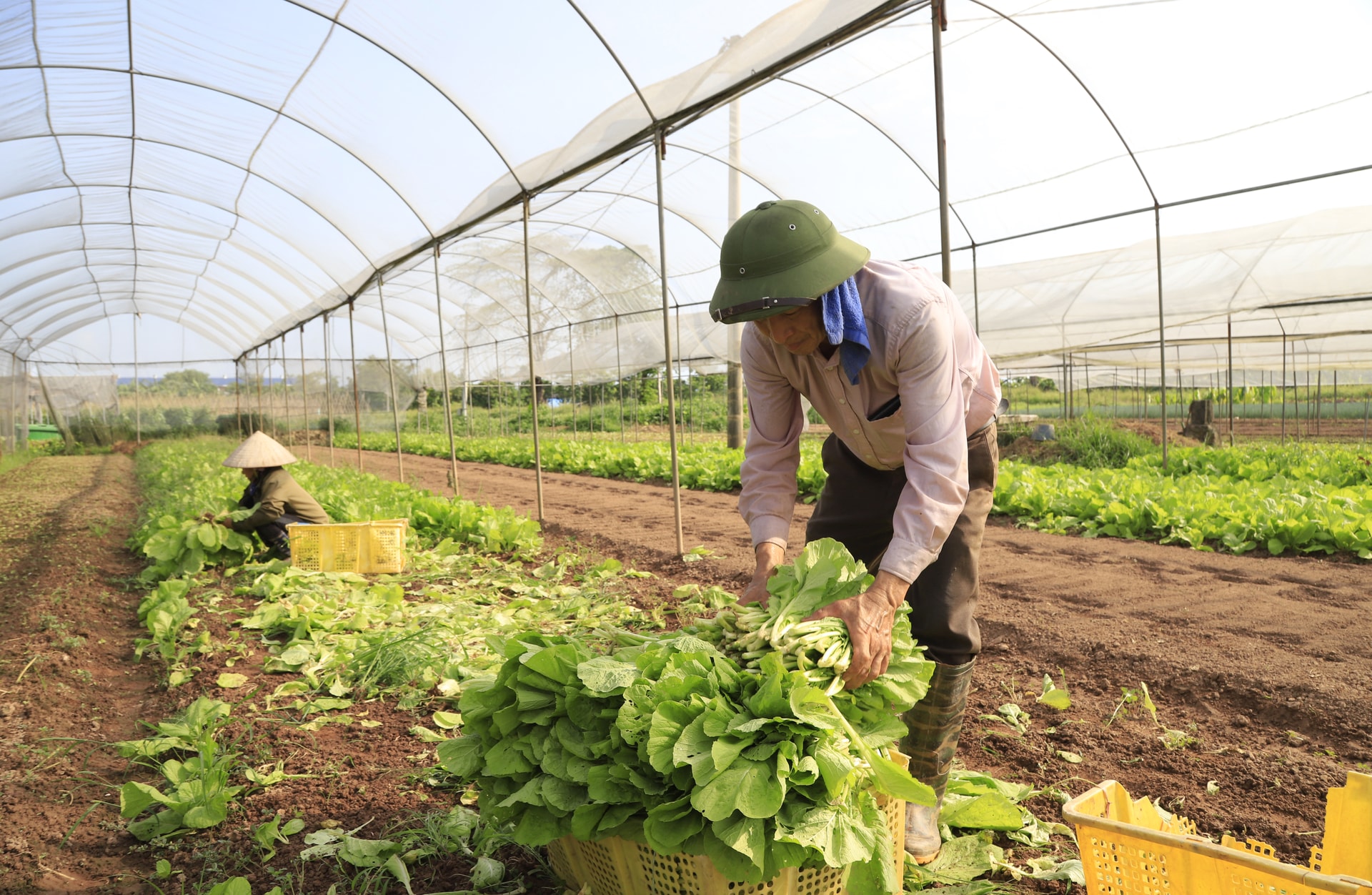 Høsting av grønnsaker ved det rene grønnsakskooperativet Chuc Son Phuong, Chuong My.-Anh Nguyen Quang.jpg