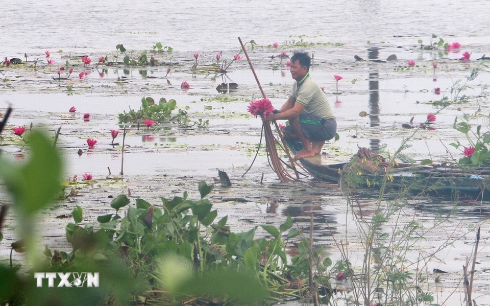 Người dân phường Thới Sơn (tỉnh An Giang) băng đồng hái bông súng