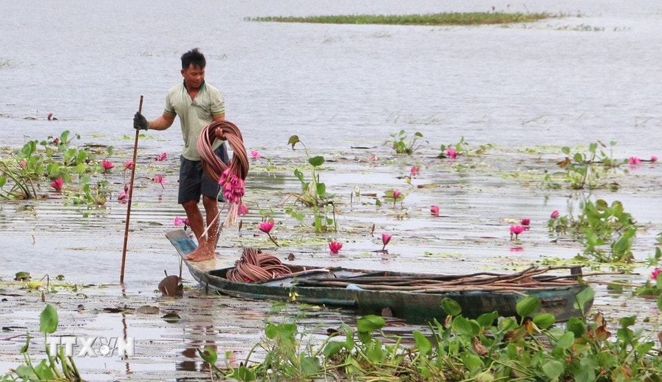 Người dân phường Thới Sơn, tỉnh An Giang, lênh đênh trên những chiếc xuồng nhỏ len lỏi hái bông súng