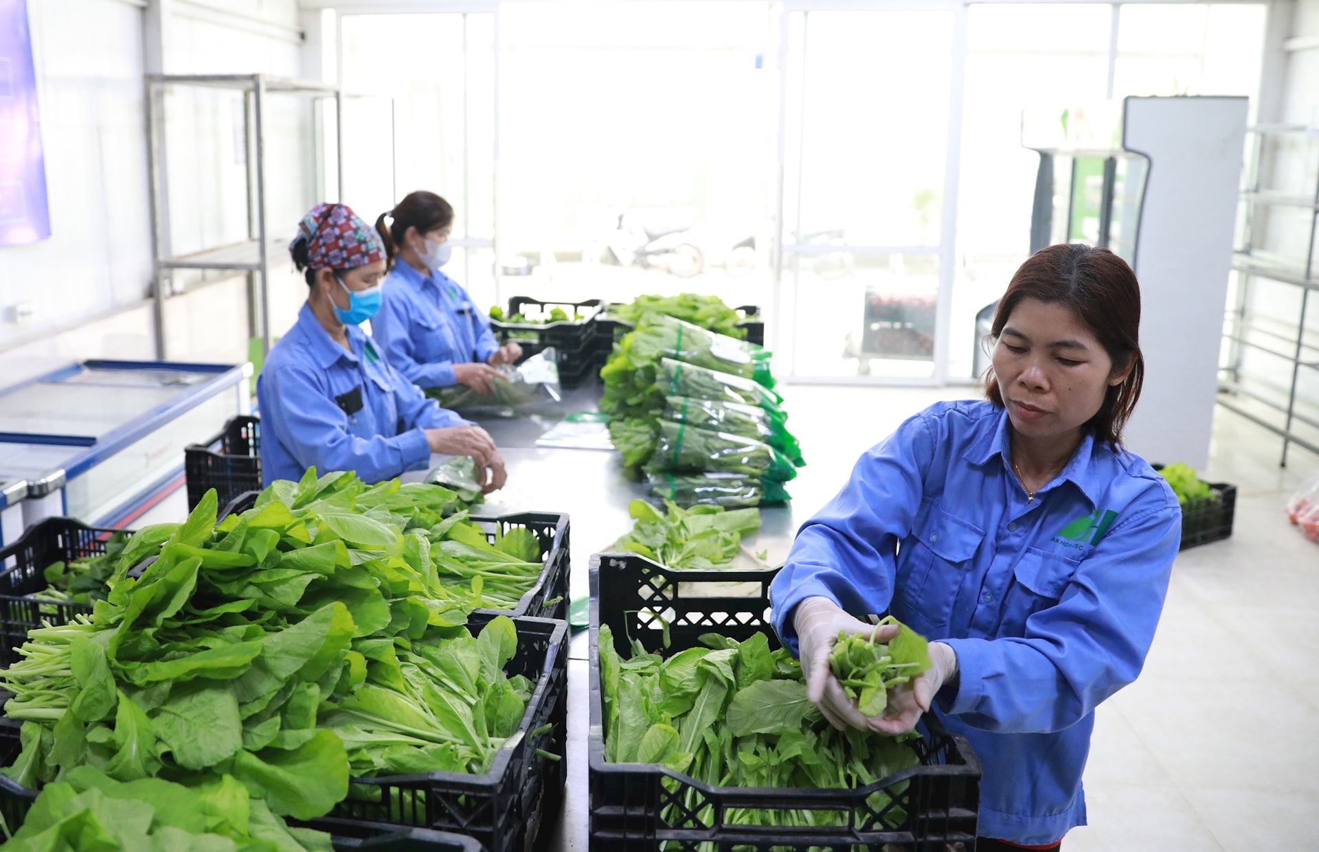 packing-vegetables-by-hydroponics-method-at-an-hoa-xa-gia-lam-investment-joint-stock-company-.-anh-quang-thai.jpg
