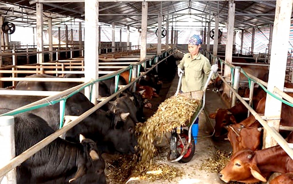 Người nông dân áp dụng các kỹ thuật ủ thức ăn, tận dụng phế phẩm phụ làm thức ăn chăn nuôi giảm phát thải khí mê-tan