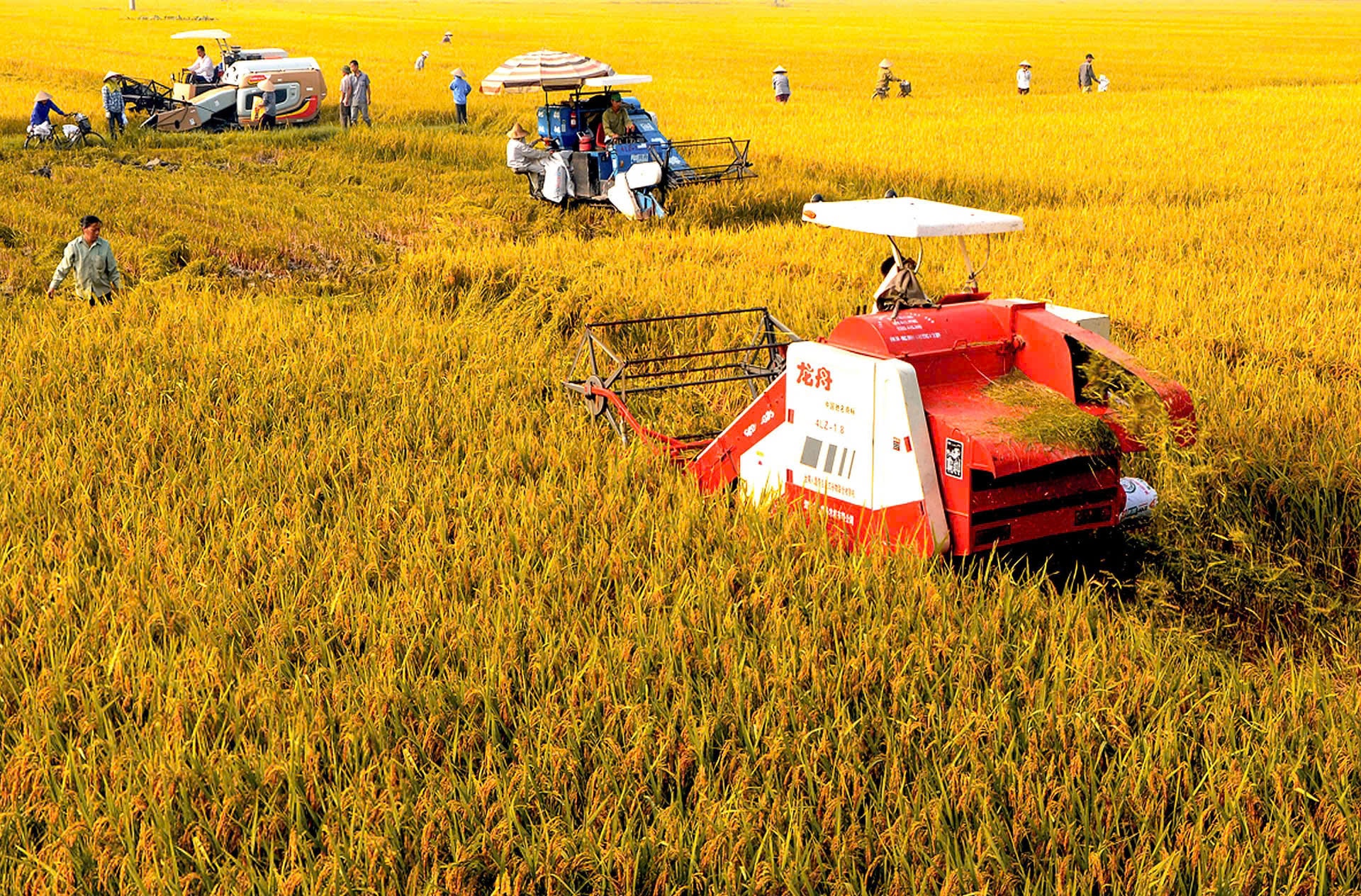 kiváló minőségű rizstermesztés Phuc-Thinh községben..jpg