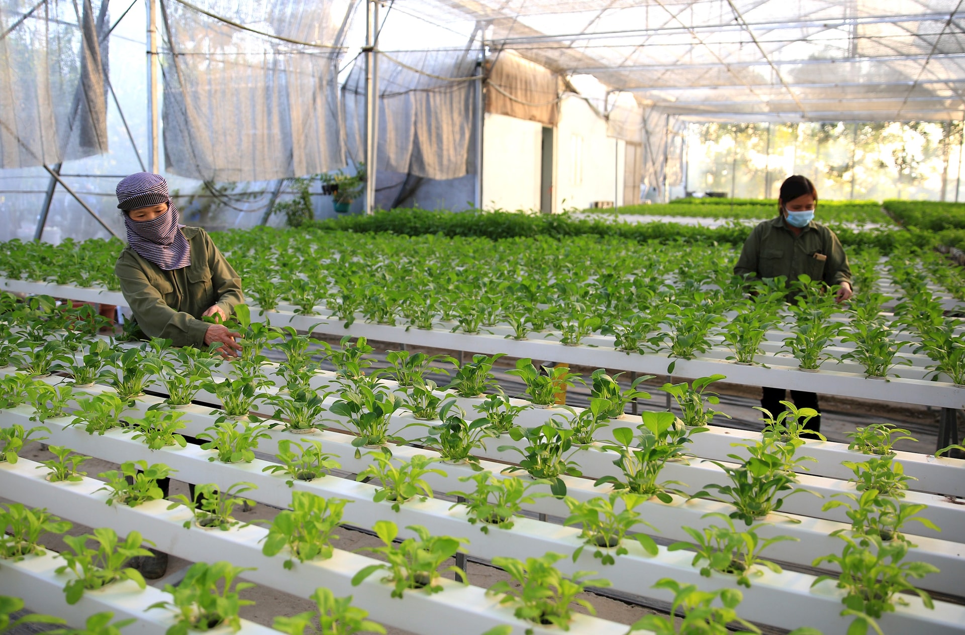 Grönsaksskötsel med hydroponisk metod på Thanh Tris högteknologiska jordbrukskooperativ.-anh-nguyen-quang.jpg