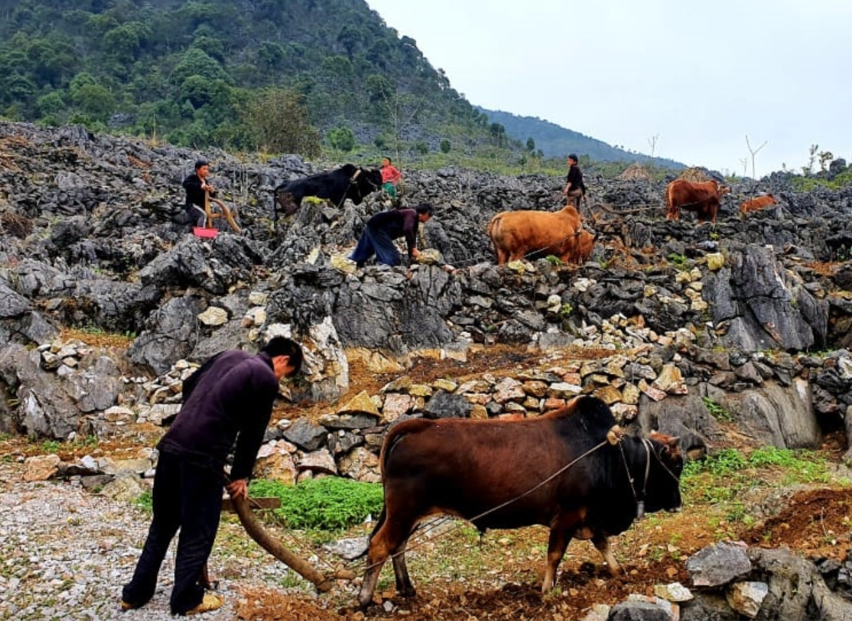 Cuộc sống trên cao nguyên đá. Ảnh: Nguyễn Thanh