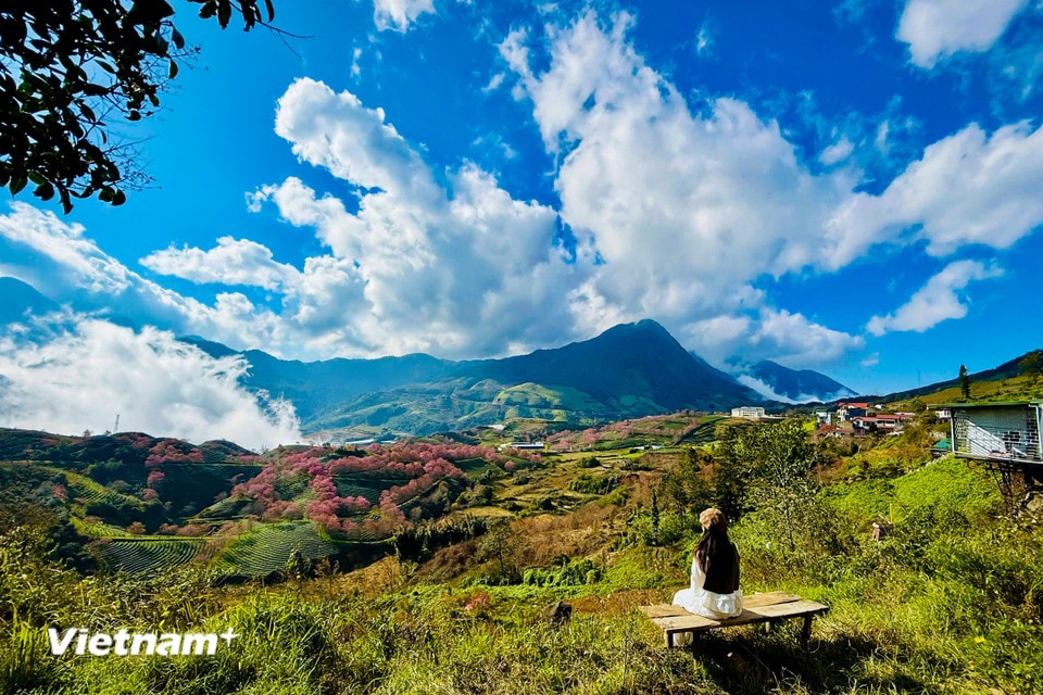 Từ tháng 12 đến đầu năm kế tiếp là thời điểm đẹp để chiêm ngưỡng hoa mai anh đào Sapa với tất cả vẻ đẹp rực rỡ nhất. Đặc biệt, vào dịp Tết, khi tiết trời se lạnh và trong vắt, hoa mai anh đào bừng nở khoe sắc trên khắp các nẻo đường. (Ảnh: Trần Hương Sơn/Vietnam+)