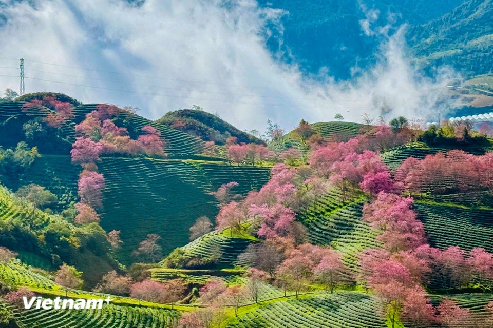 Khi gió đông khẽ chạm những đỉnh núi cao nguyên, Sapa bừng tỉnh trong sắc hồng rực rỡ của hoa đào. (Ảnh: Trần Hương Sơn/Vietnam+)