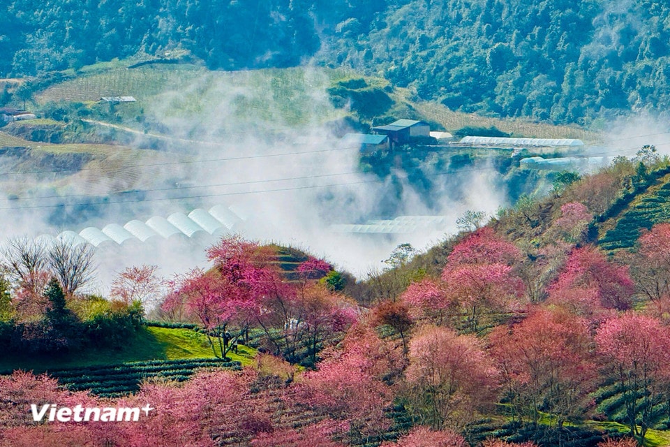 Xen giữa đồi chè và các sườn núi đá mờ sương, tạo nên khung cảnh nổi bật cả một góc trời. (Ảnh: Trần Hương Sơn/Vietnam+)