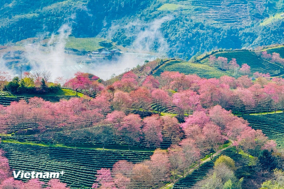 Giống cây này hợp với khí hậu Sa Pa nên được trồng nhiều, tạo nên những “rừng hồng” mỗi dịp cuối năm. (Ảnh: Trần Hương Sơn/Vietnam+)