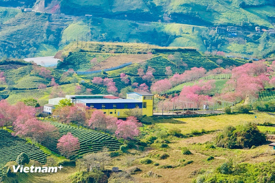 Tạo nên bức tranh thiên nhiên tuyệt đẹp mà có lẽ chỉ có thể tìm thấy ở vùng đất này. (Ảnh: Trần Hương Sơn/Vietnam+)