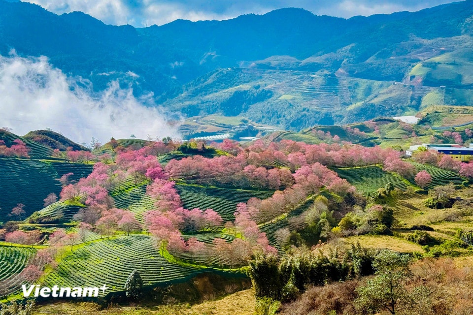 Các địa điểm ngắm hoa mai anh đào Sapa trở thành điểm đến mê hoặc. (Ảnh: Trần Hương Sơn/Vietnam+)