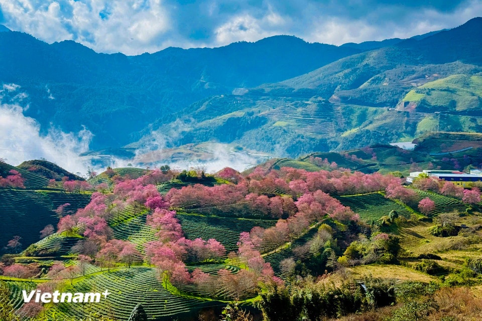 Sắc đào mỏng manh tô điểm trên nền trời xanh thẳm. (Ảnh: Trần Hương Sơn/Vietnam+)