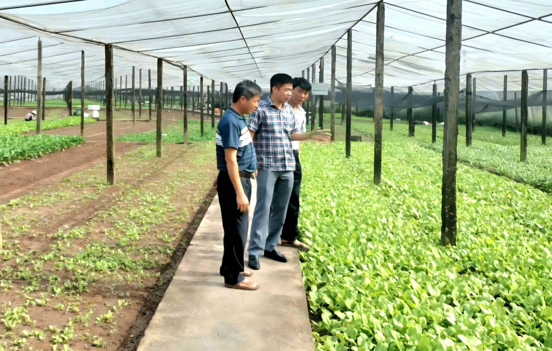 Modelele de producție agricolă sigură, VietGAP în comuna Son Dong, contribuie la aducerea unor venituri ridicate fermierilor. Foto: Do ​​Van