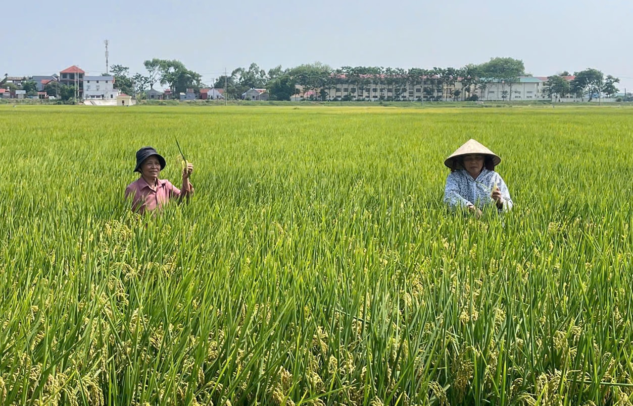 oblast-pěstování-vysoce-kvalitní-rýže-v-komuně-yen-lang.-anh-huong-giang.jpg