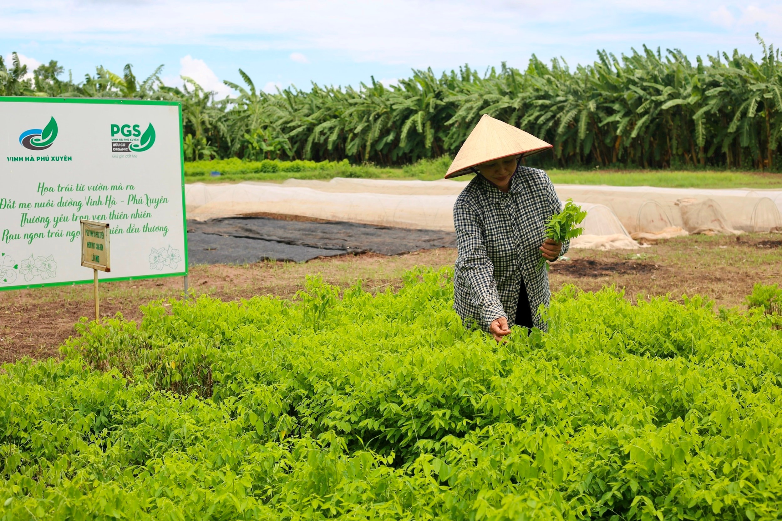 anh-bai-tet-20251.jpg