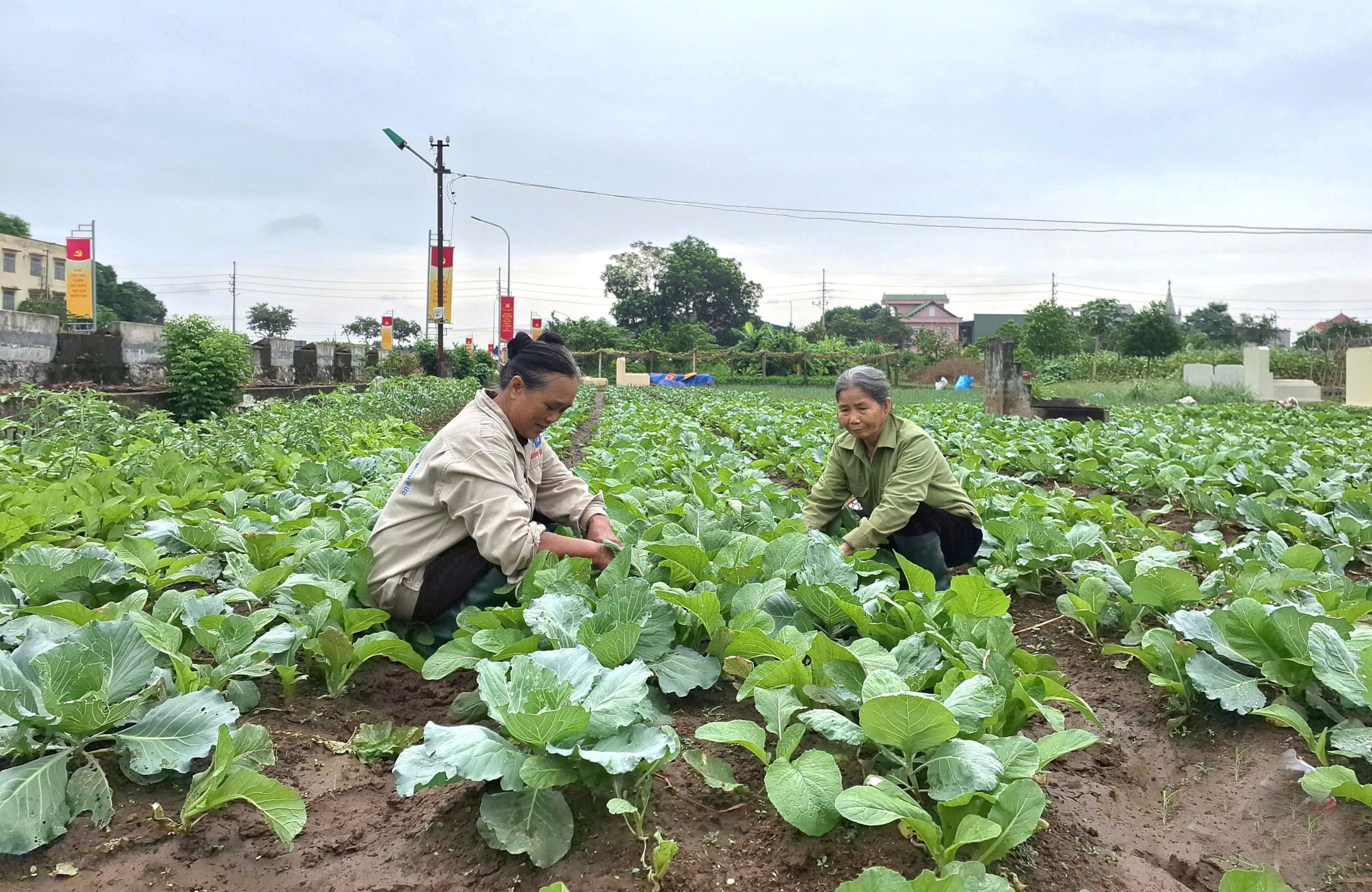 cham-soc-rau-vu-dong-tai-xa-phuc-loc.-anh-minh-phu.jpg