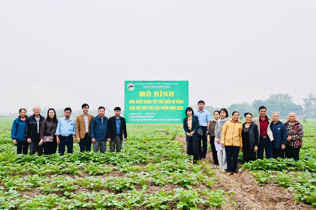 Das Modell der Produktions- und Konsumverknüpfung zwischen der Nam Duong-Kooperative und der An Viet International Agriculture Joint Stock Company in der Gemeinde Hoa Xa. Foto: Son Tung.