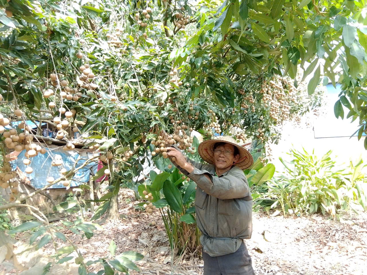 Die Obstgenossenschaft Du Xa Thuong in der Gemeinde Hoa Xa ist