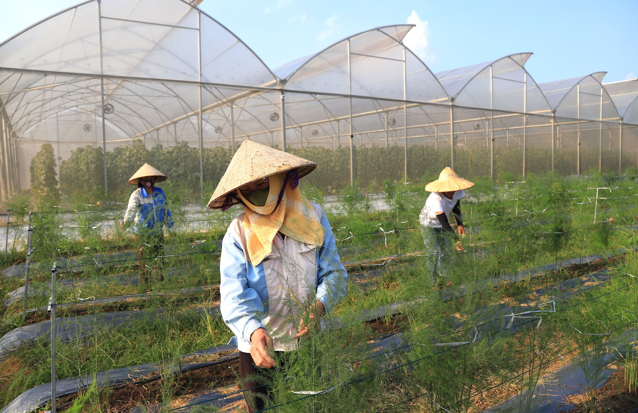 cham-soc-cay-mang-tay-tai-hop-tac-xa-nong-nghiep-cong-nghe-cao-quyet-tien-xa-kim-anh-.-anh-nguyen-quang.jpg