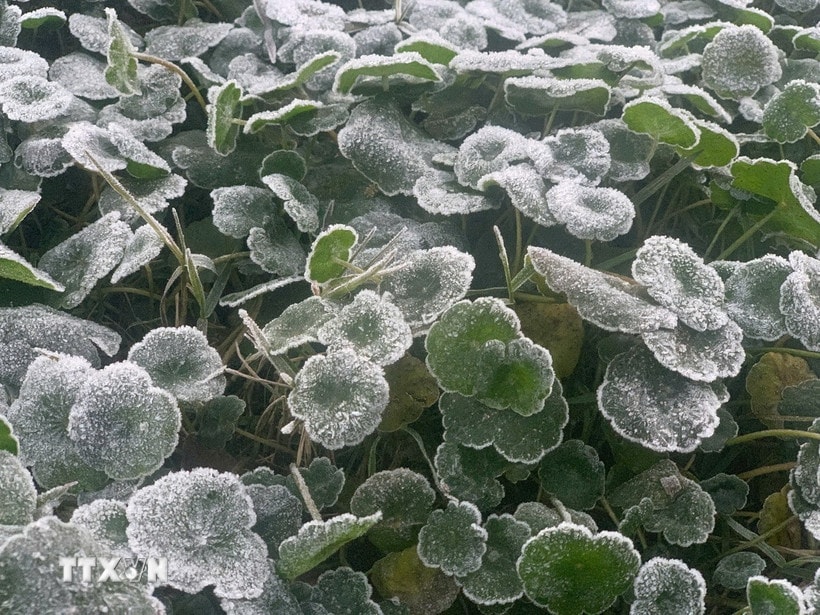 Nhiệt độ giảm sâu xuống dưới 0°C, có thời điểm xuống dưới âm 5°C, khiến băng giá xuất hiện dày đặc trên cây cối, thảm cỏ. (Ảnh: TTXVN phát)