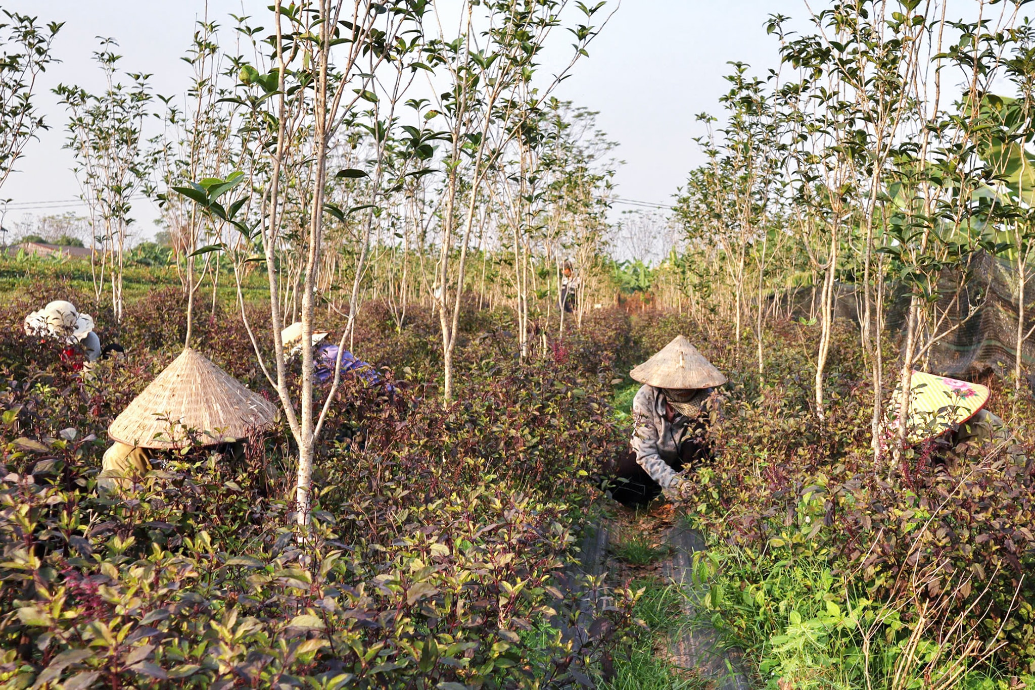 ha-noi-xanh.jpg