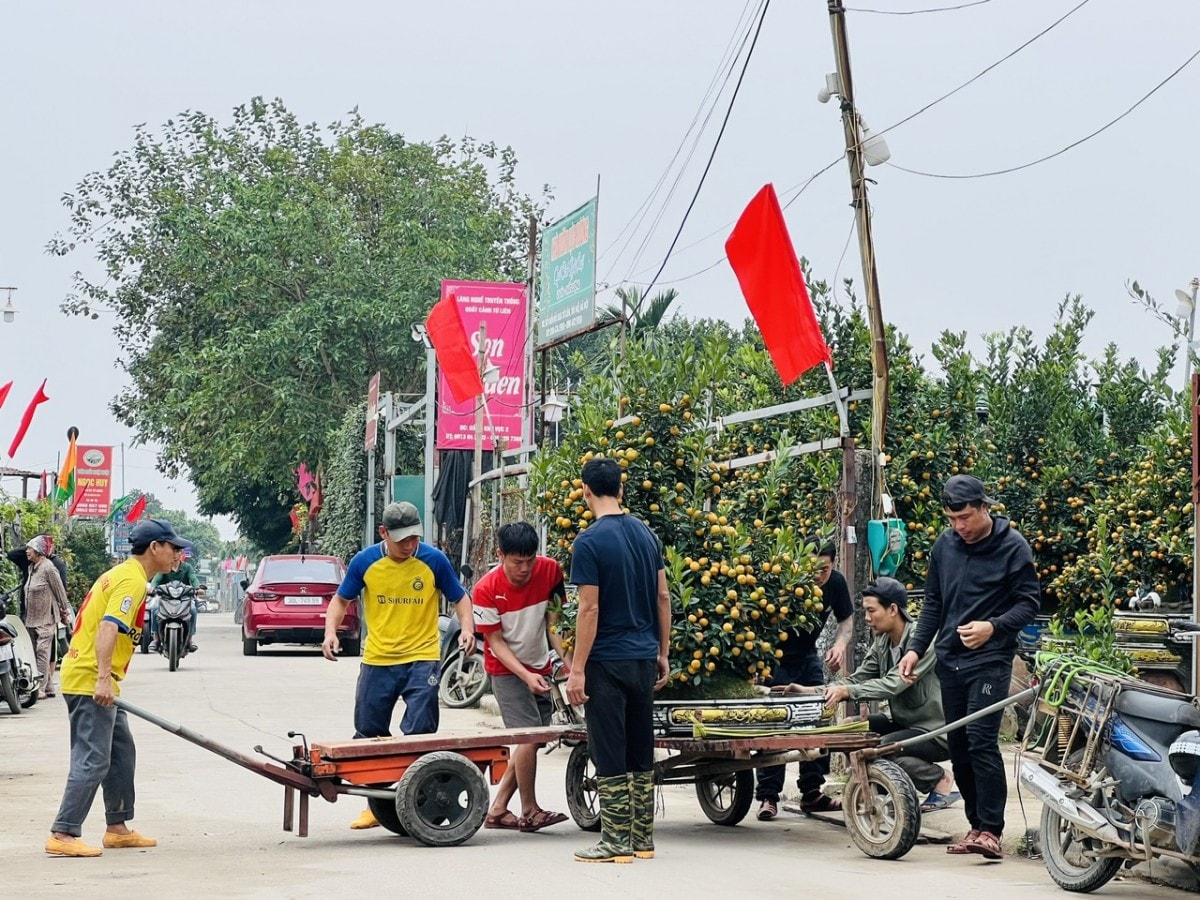 Đào Nhật Tân, quất Tứ Liên rộn ràng vào mùa cao điểm Tết