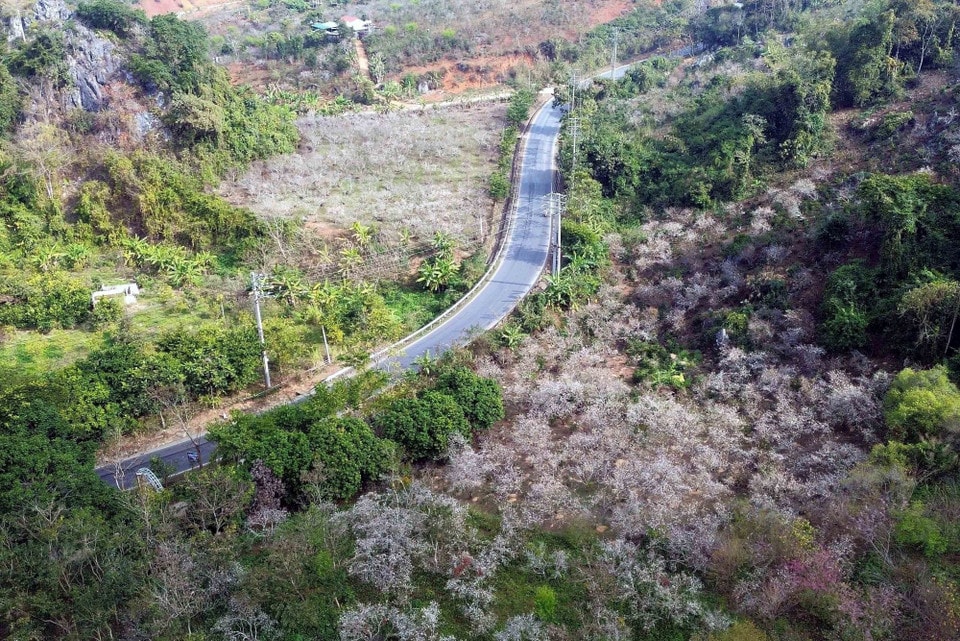 Sắc trắng tinh khôi, thuần khiết của hoa mận khiến bất cứ ai cũng muốn một lần đến để cảm nhận và lưu lại những khoảnh khắc khó quên. (Ảnh: Quang Quyết/TTXVN)