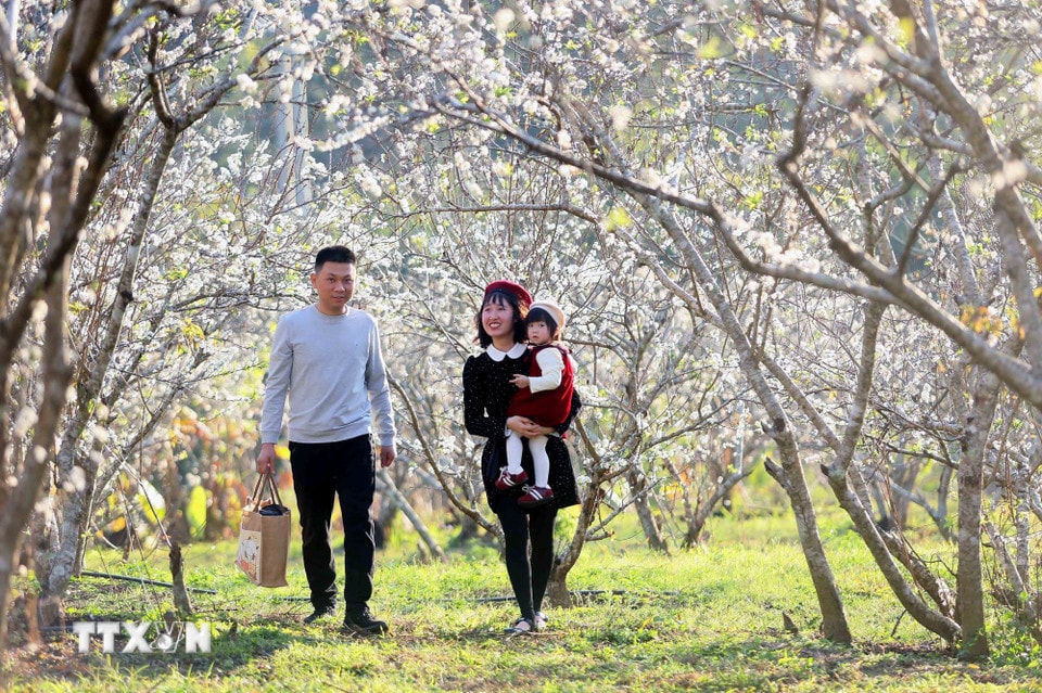 Du khách tham quan vườn mận đang bung nở tại bản Hôm, phường Chiềng Cơi, tỉnh Sơn La. (Ảnh: Quang Quyết/TTXVN)