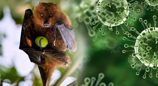 [Podcast] Virus Nipah trở lại, chưa có vắc xin: Việt Nam chủ động ứng phó