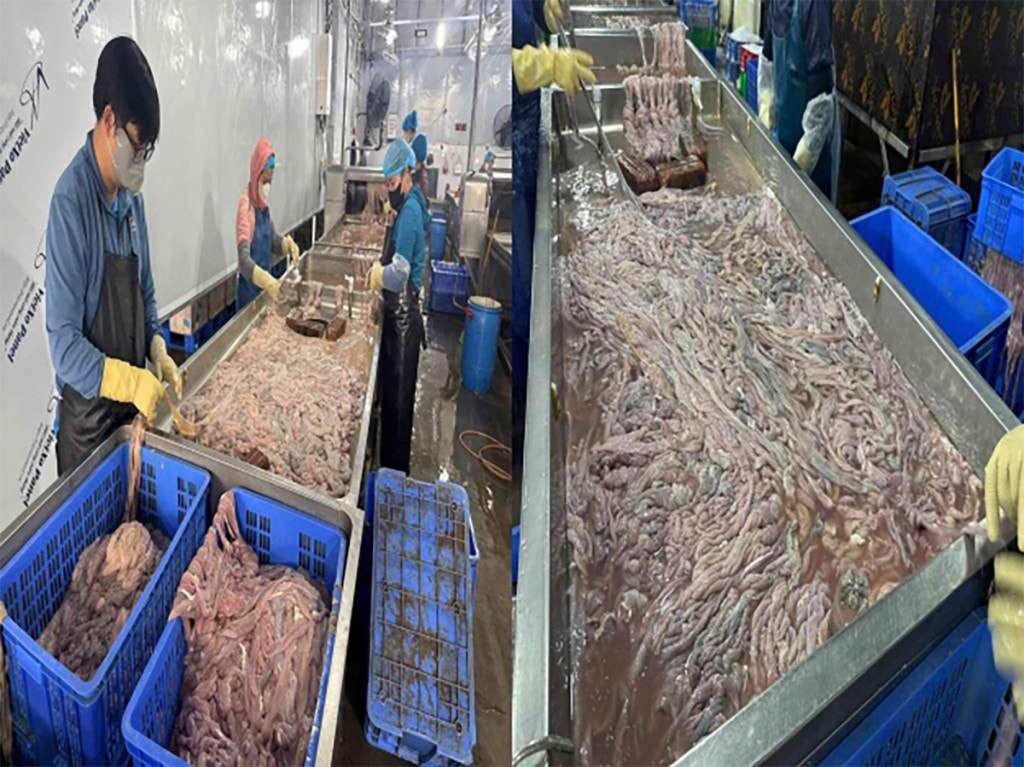 Nhiều đoạn lòng lợn có dấu hiệu chuyển màu, bốc mùi hôi thối