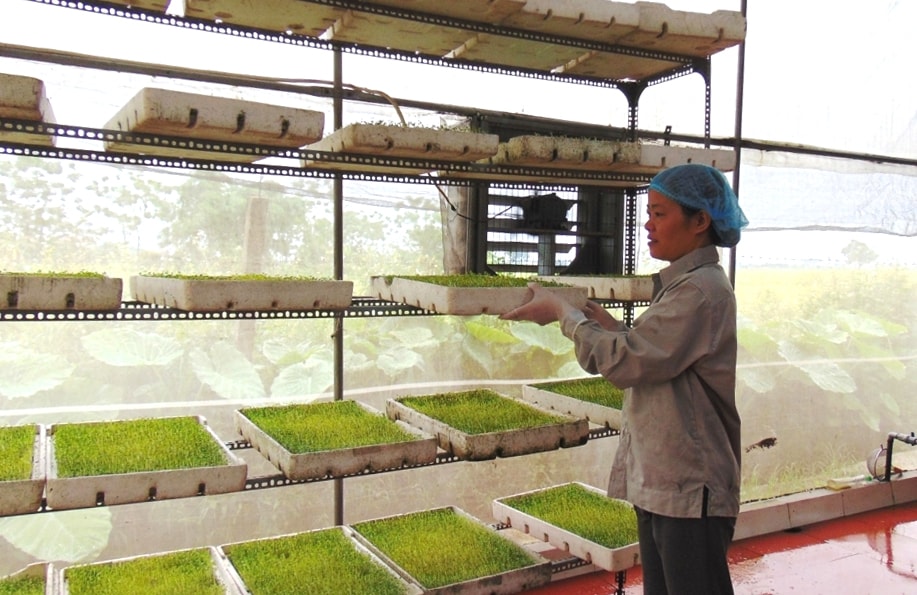 Cura delle piantine presso la cooperativa di produzione e servizi agricoli Thanh Ha nel comune di Hong Van. -anh-nguyen-quang.jpg