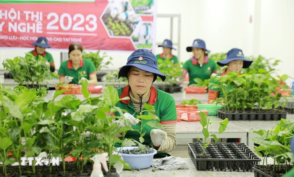 Để phát triển chanh leo thành cây “triệu đô,” tỉnh Gia Lai chú trọng sản xuất giống chanh leo đạt chuẩn. (Ảnh: Quang Thái/TTXVN)